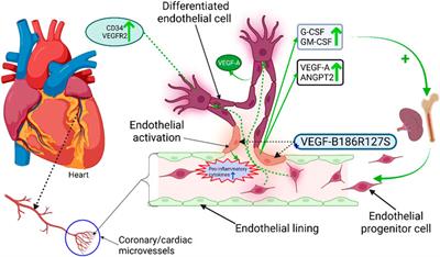 Novel Designed Proteolytically Resistant VEGF-B186R127S Promotes Angiogenesis in Mouse Heart by Recruiting Endothelial Progenitor Cells